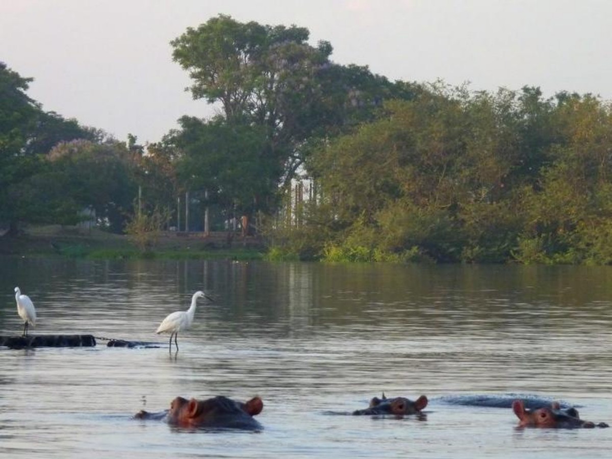 Hippo Point
