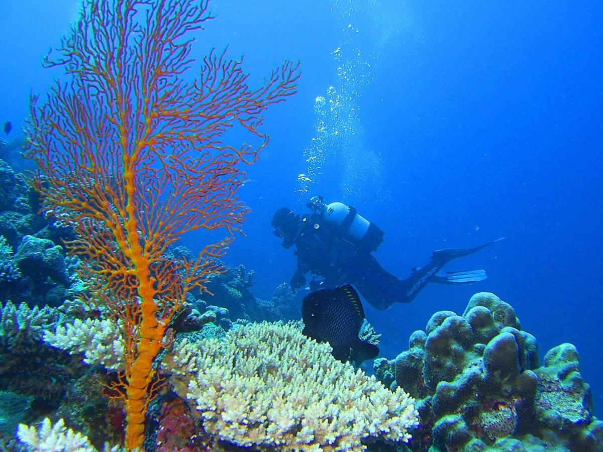 Mermaid Reef