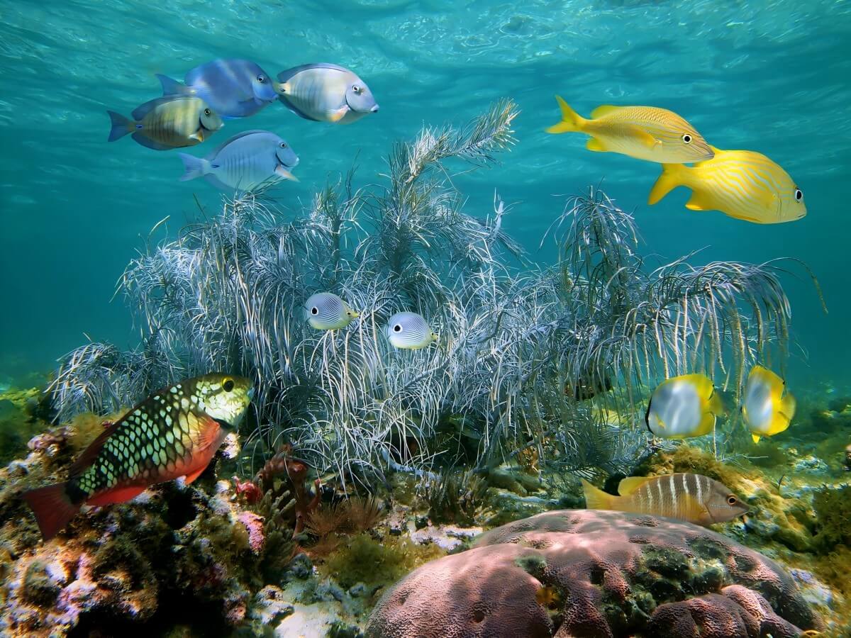 Andros Barrier Reef