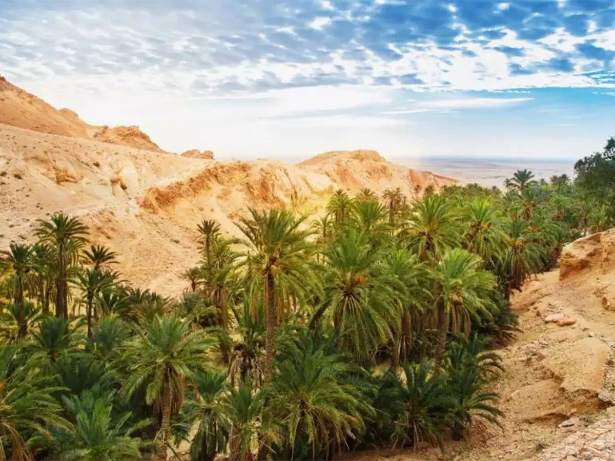 Tozeur Oasis