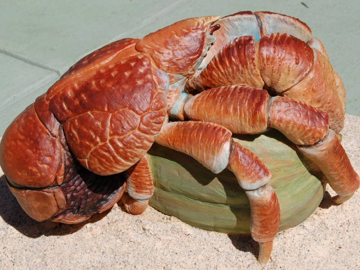 See Coconut Crabs