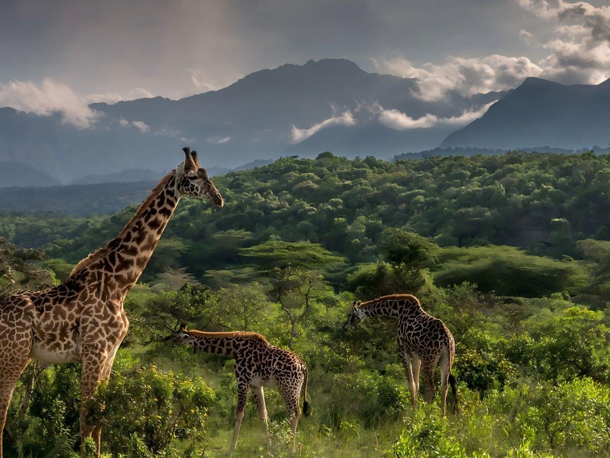 Arusha National Park