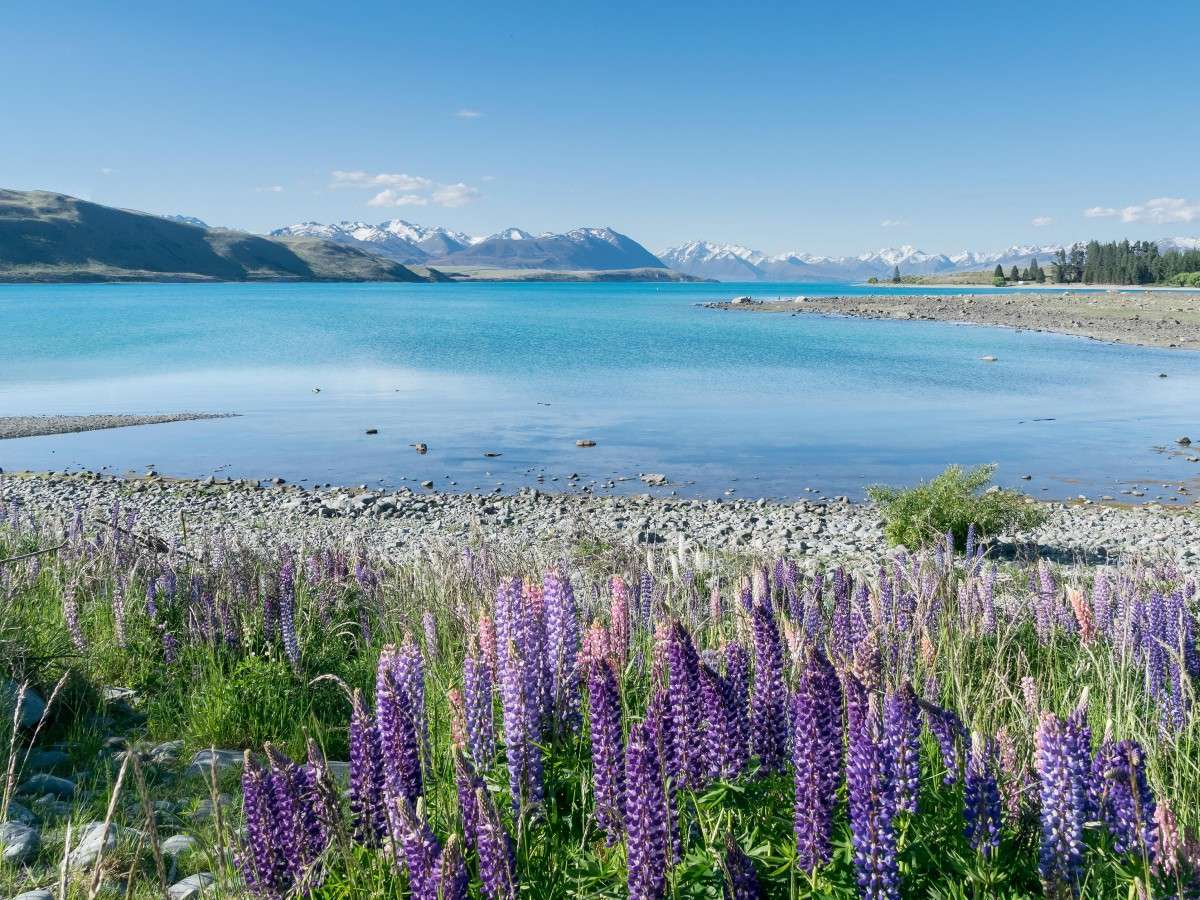New Zealand Lake Tekapo