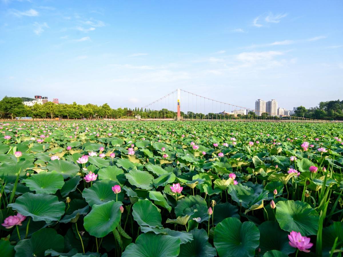 Jeonju Park