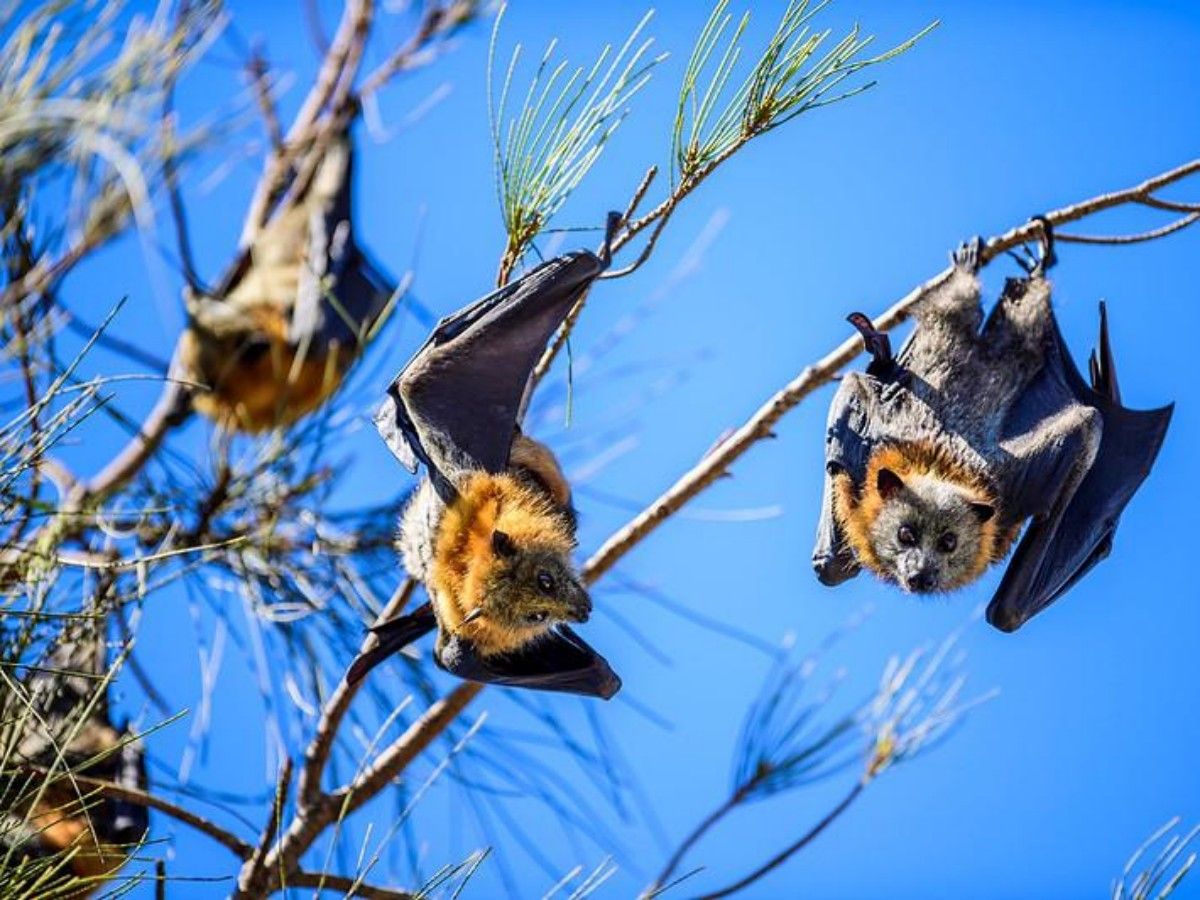 Flying Fox Colony