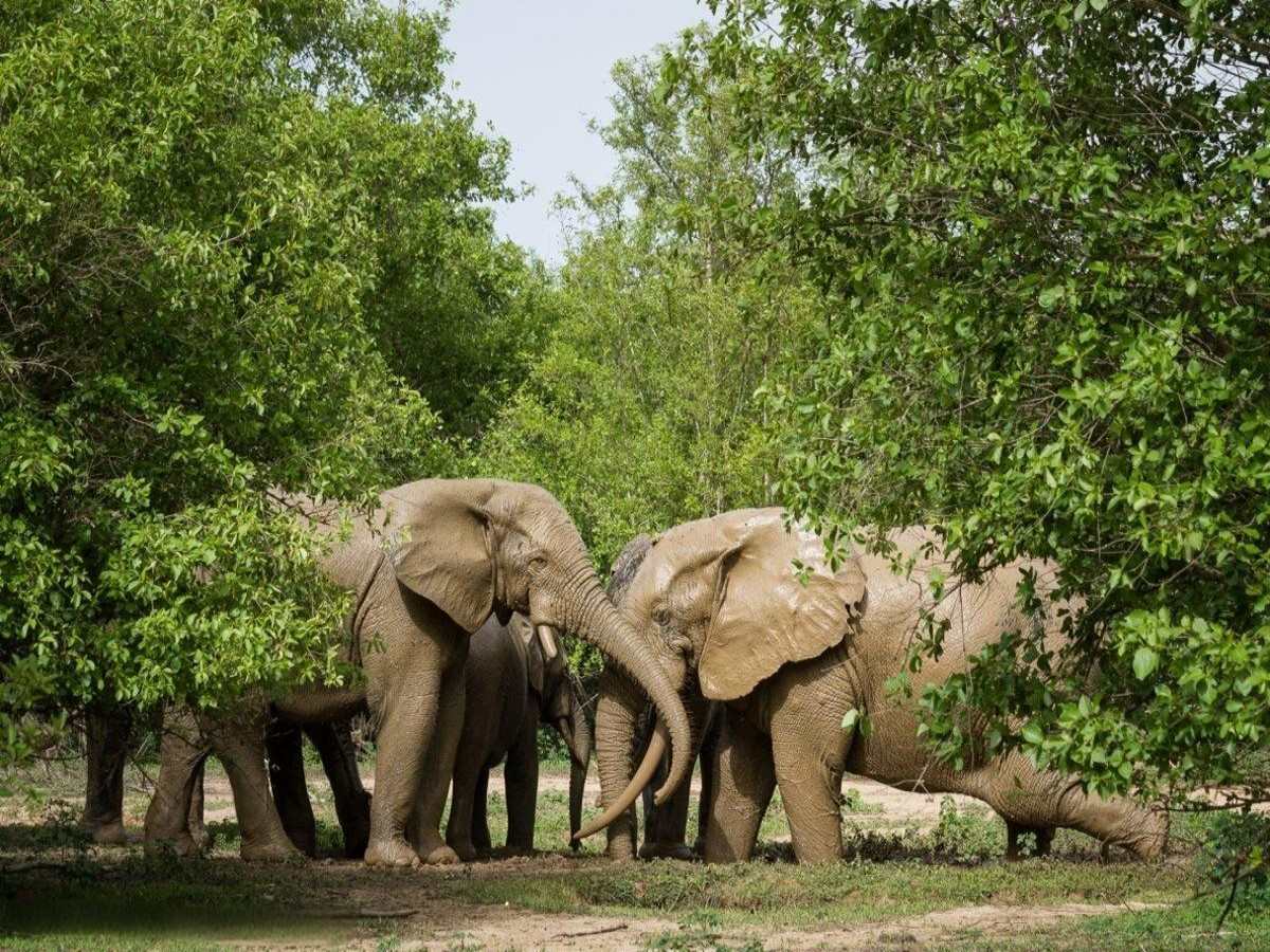Mole National Park