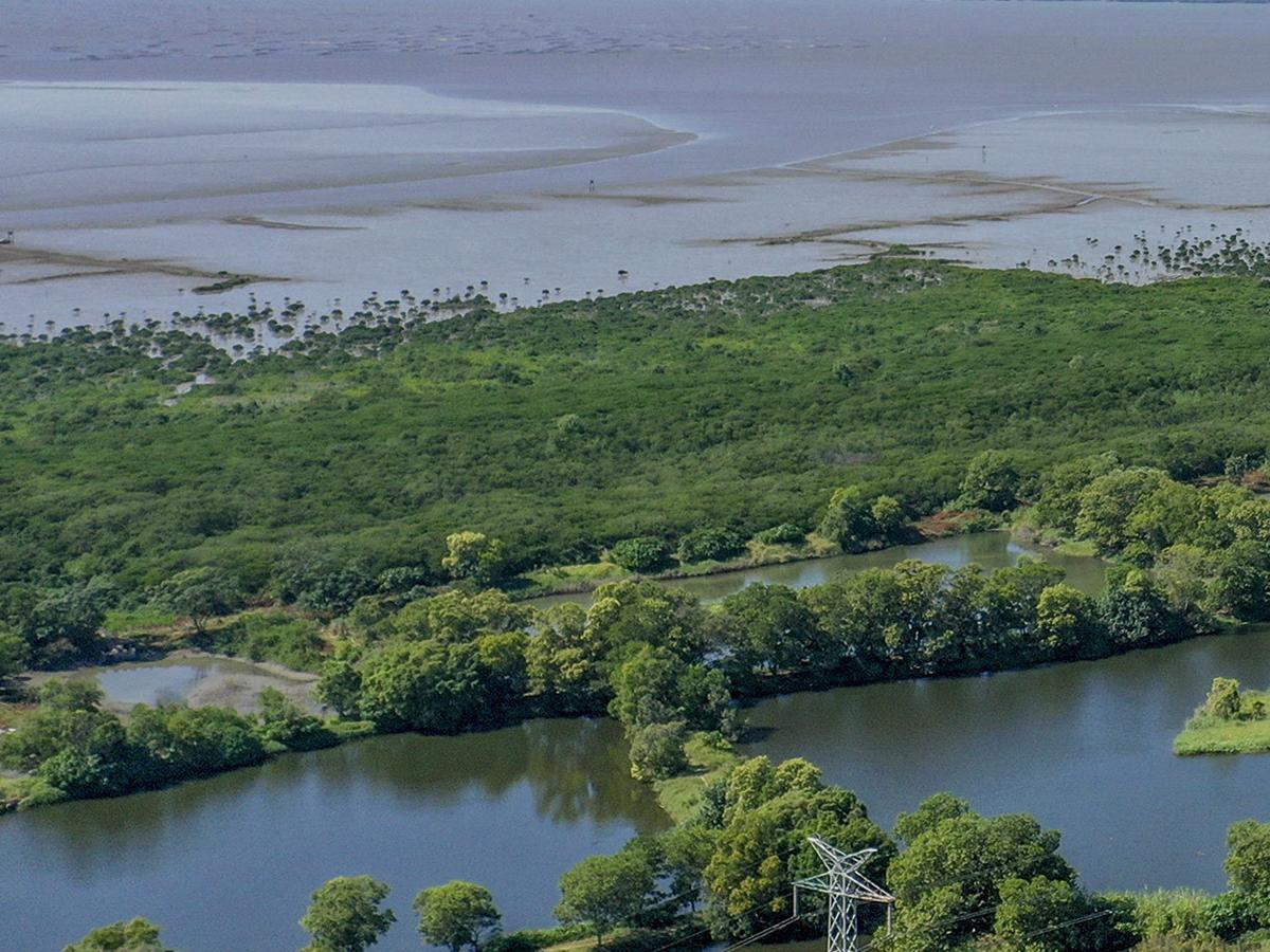 Mangrove Nature Reserve