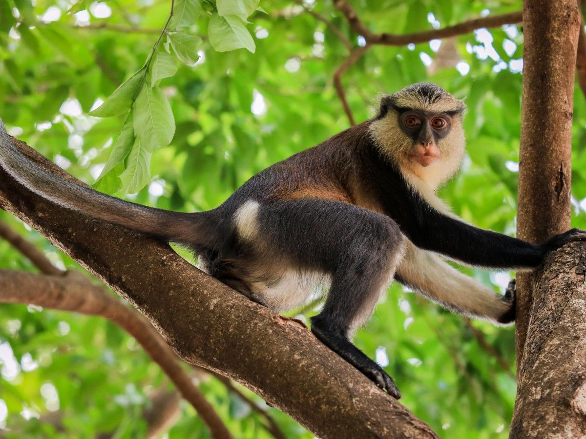Tafi Atome Monkey Sanctuary