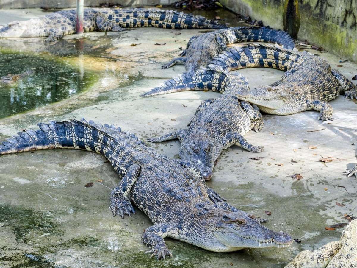 Davao Crocodile Park