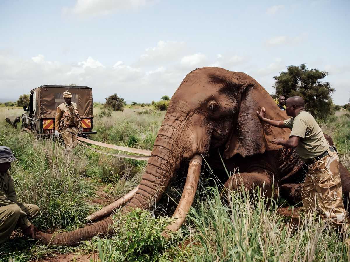 Sheldrick Wildlife Trust