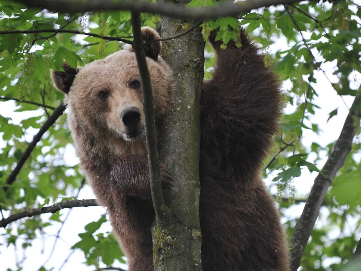 Bear Park