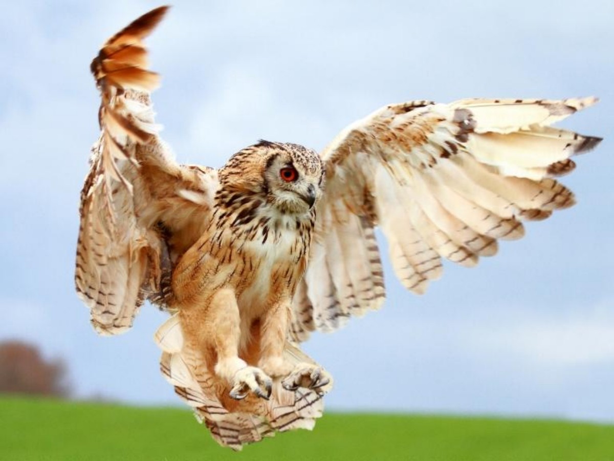 Silkeborg Rovfugleshow