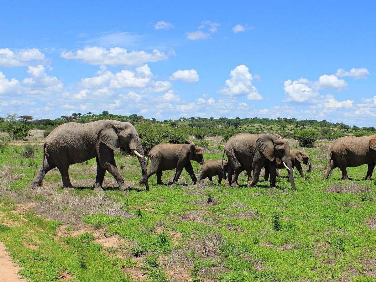 Ruaha National Park