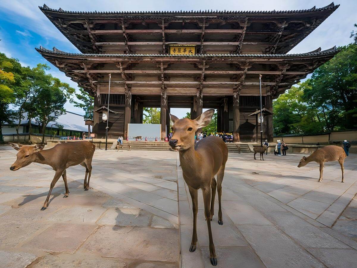 Nara Deer Park