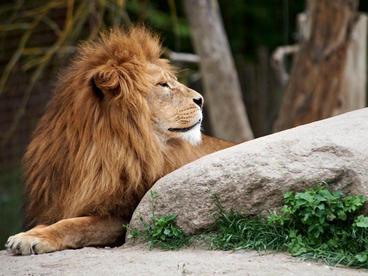 Odense Zoo