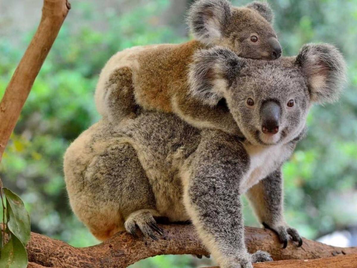 Lone Pine Koala Sanctuary