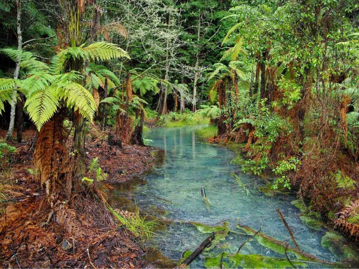 Redwoods Whakarewarewa Forest