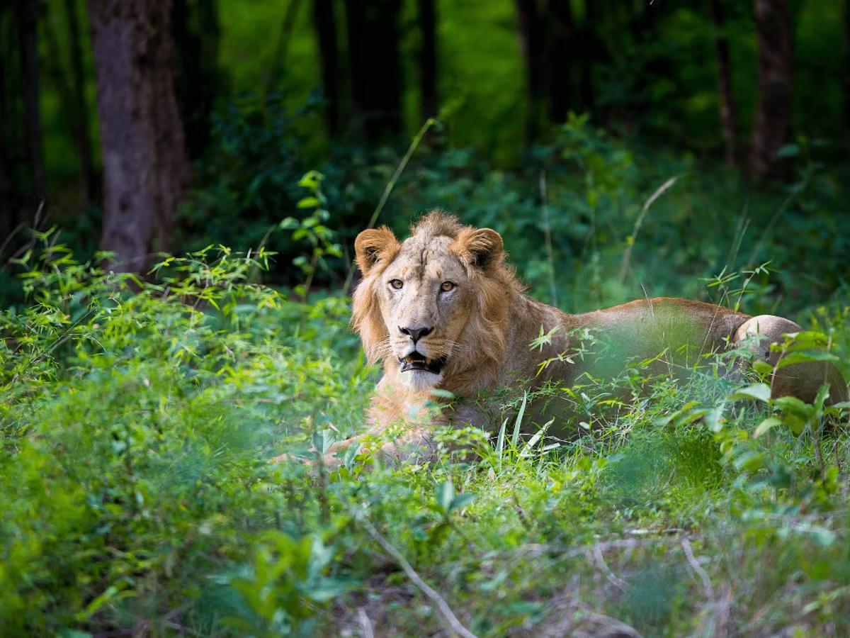 Indian Lion Forest