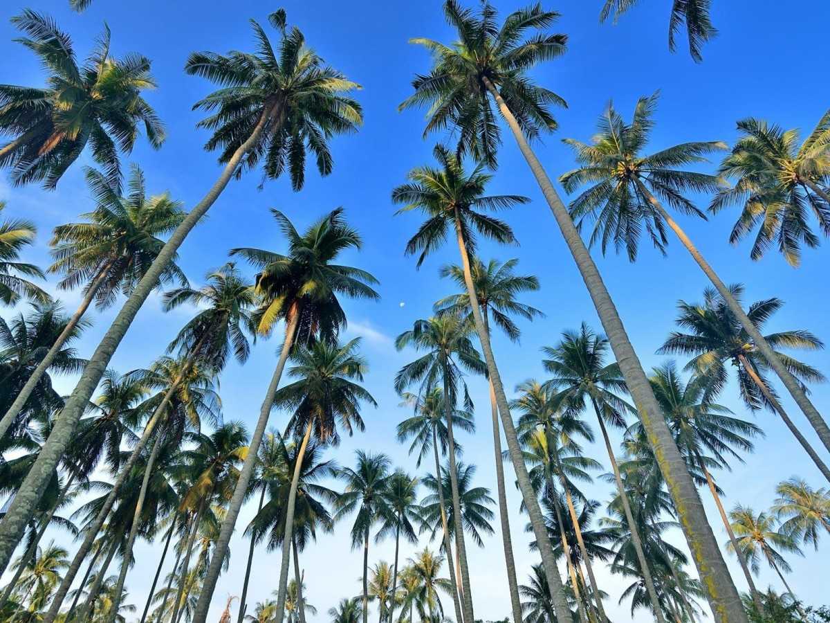 Coconut Plantations