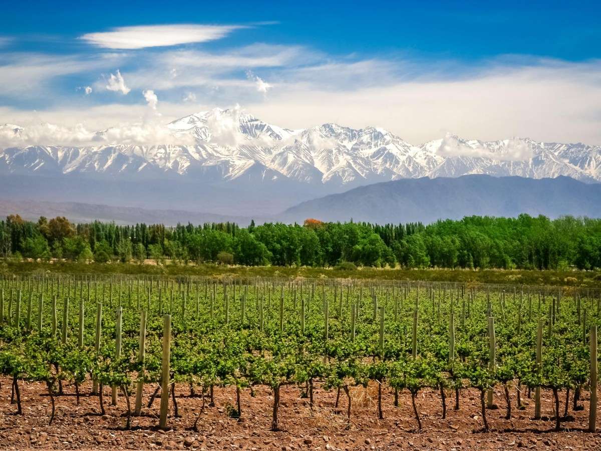 Mendoza Wine Region