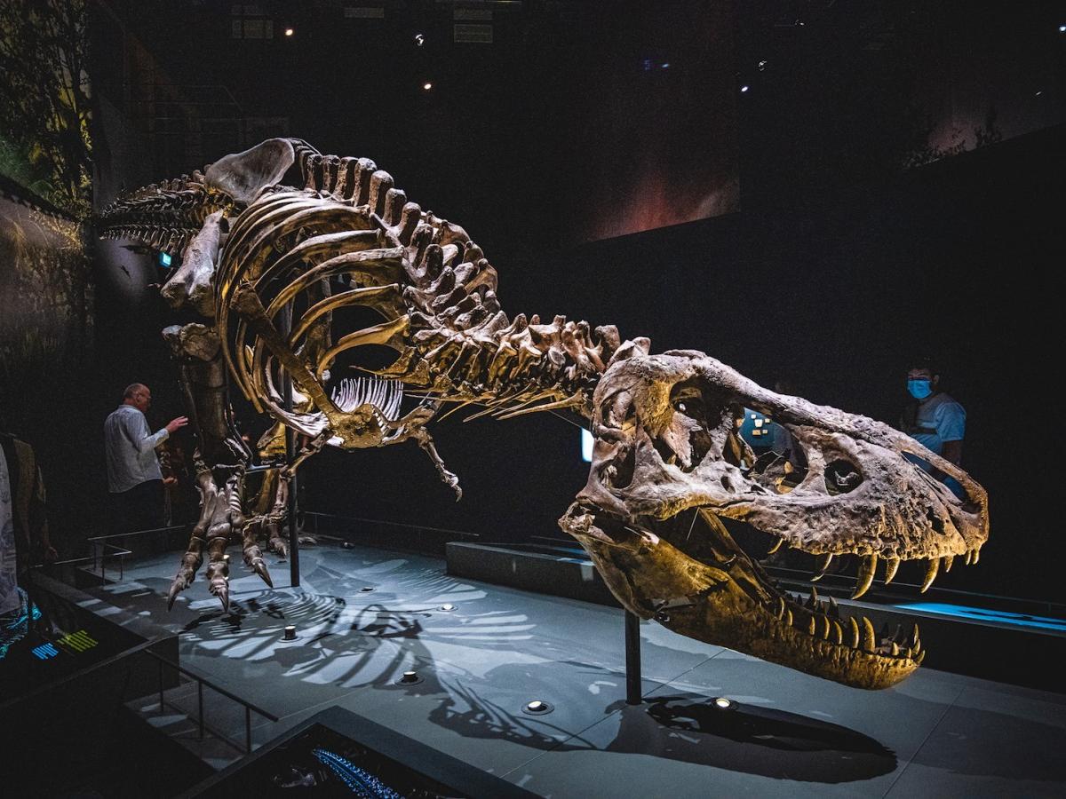 Walking with Dinosaurs: Dinosaur Exhibits at the Naturalis Biodiversity Center