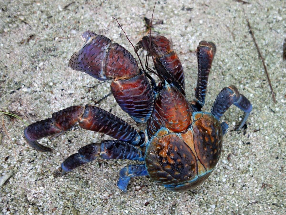Incredible creatures: Come to Rakahanga to see the most powerful crab in the world!