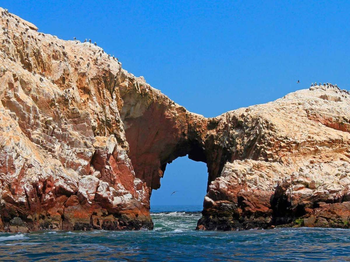 The Complete Guide to the Ballestas Islands: 3 Highlights & 5 Must See Wildlife