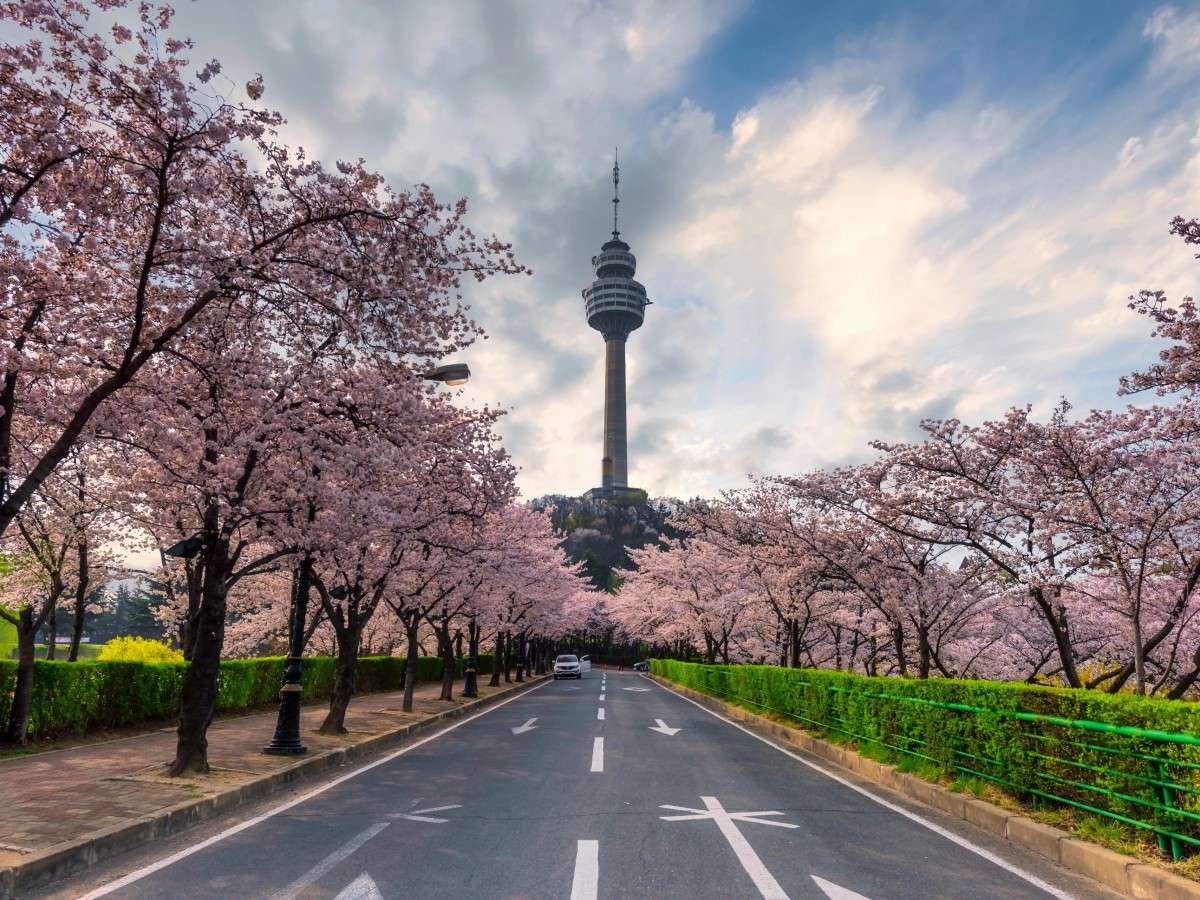 Overlooking Daegu: A stunning view of Daegu Tower