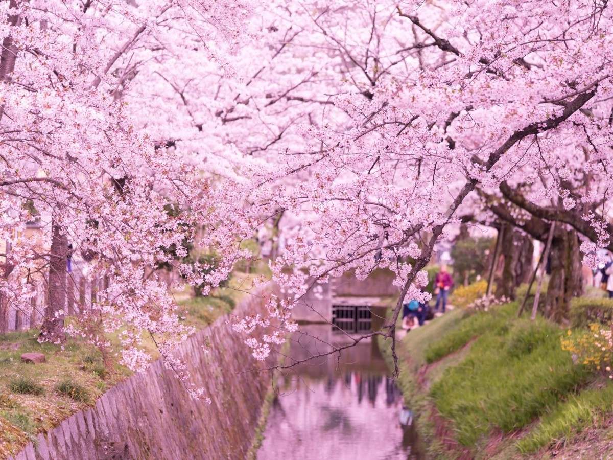 From cherry blossoms to red leaves: Philosopher's Path: Best starting point and route planning guide for four seasons