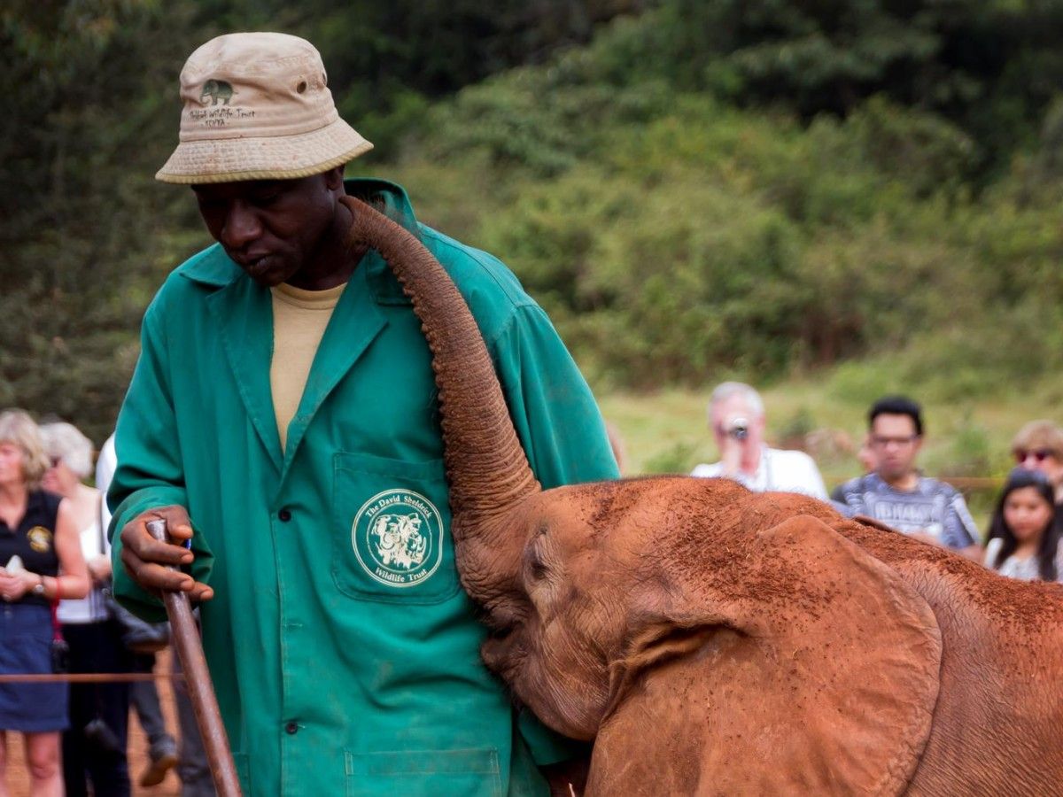 Elephant Orphanage: A Cozy Encounter with Baby Elephants