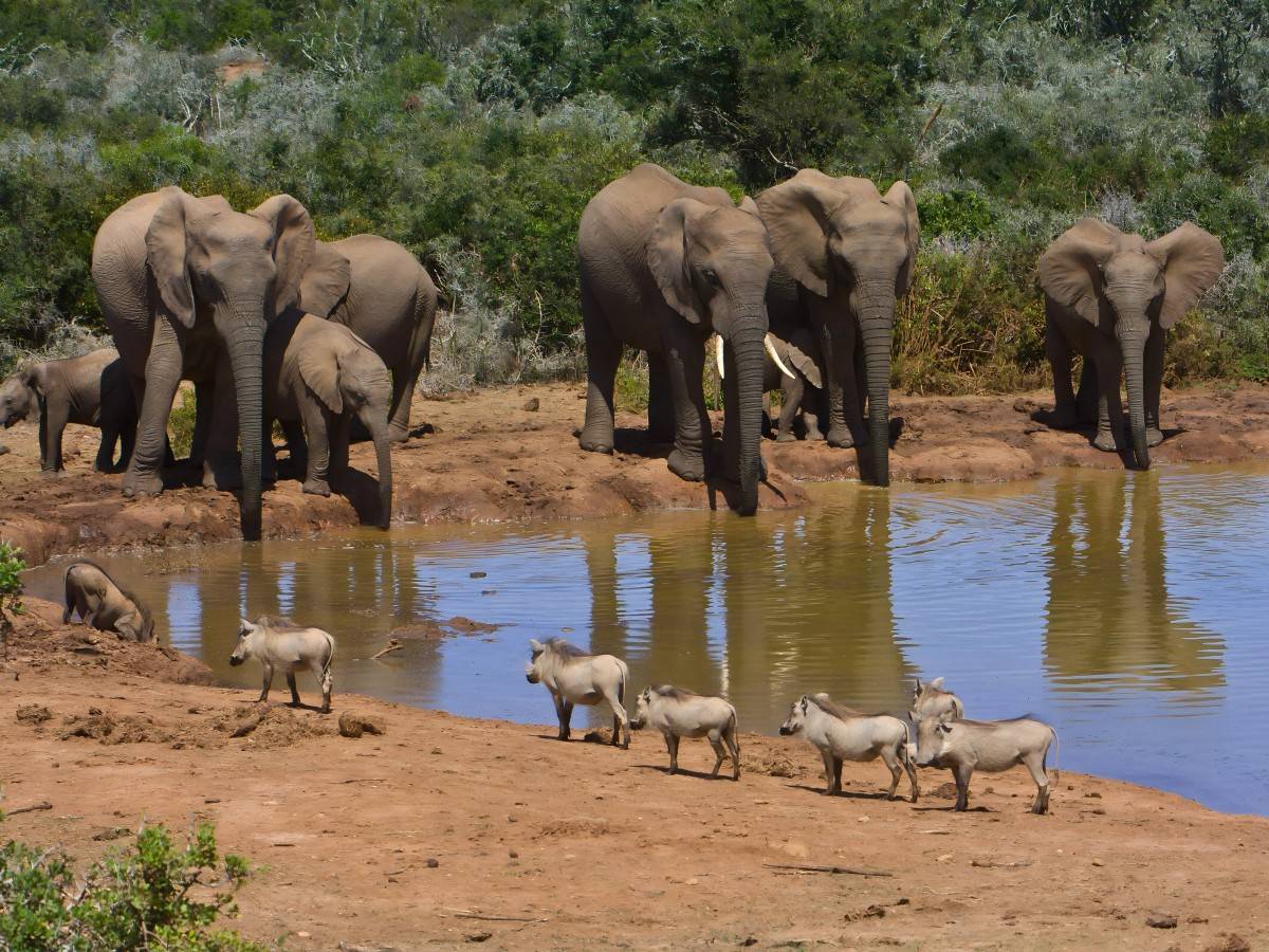 Roaring Adventures: Addo Elephant National Park