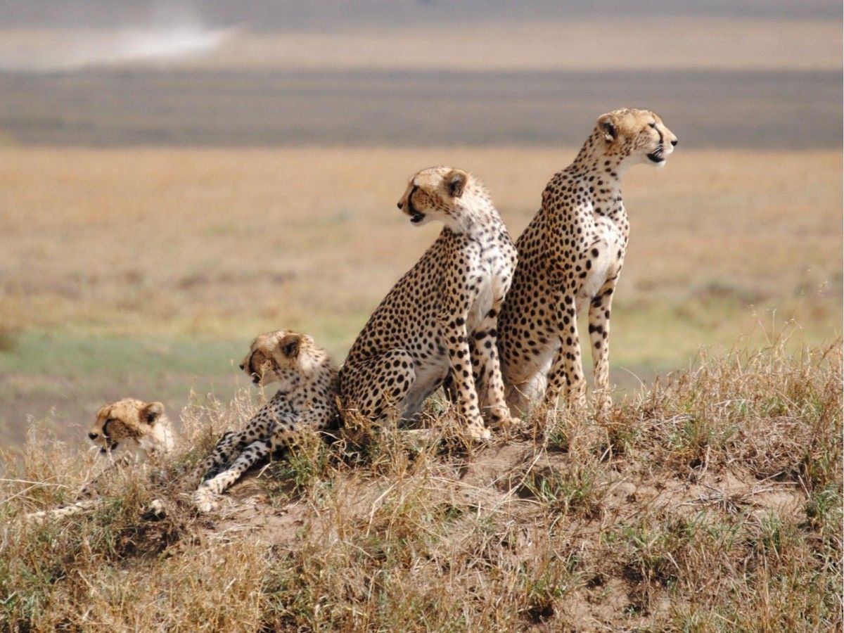 Serengeti National Park: Into the Wild Heart of Africa!