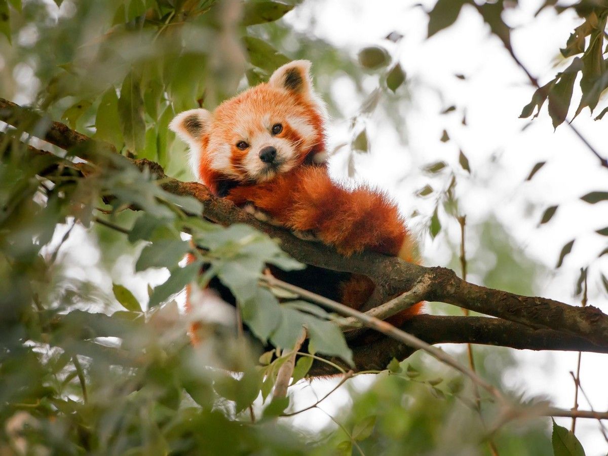 Odense Zoo: Encountering Wild Wonderland in the Fairy Tale Kingdom