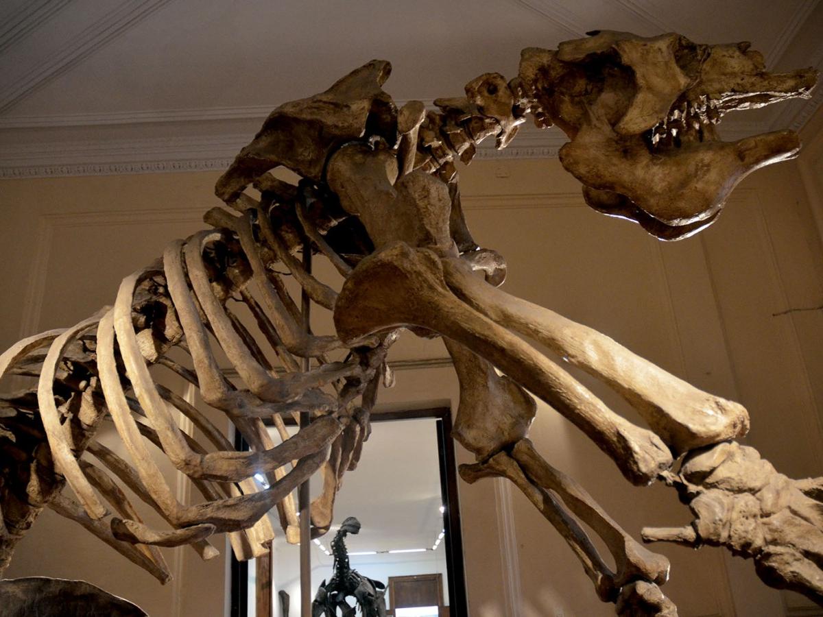 Ancient giants reappear: Museo de Tarija dinosaur skeleton display