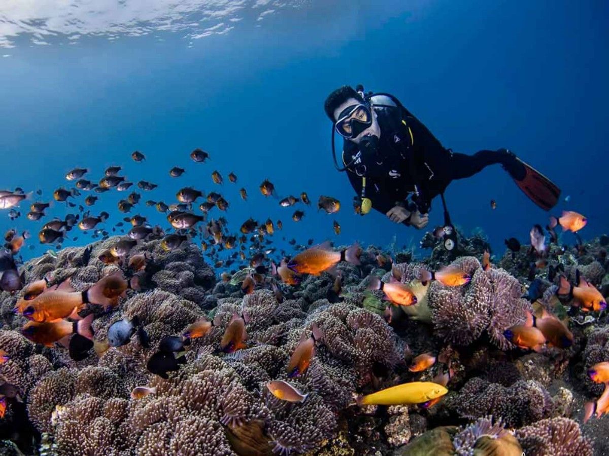 Coral Garden Snorkeling Guide: Five Undersea Wonders of Coral Garden Snorkeling