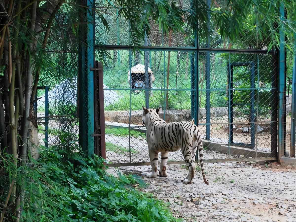 Bannerghatta National Park: A Free Land Outside Bangalore