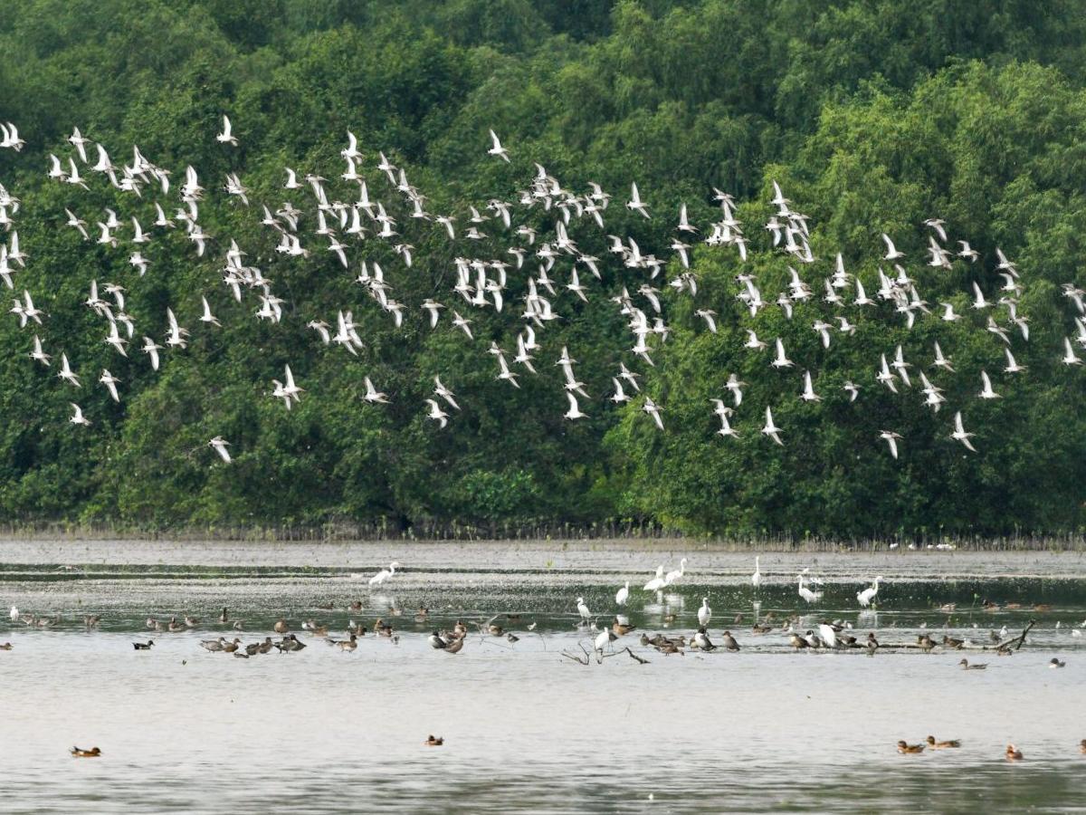 Discover the hidden gems of Shenzhen Mangrove Nature Reserve