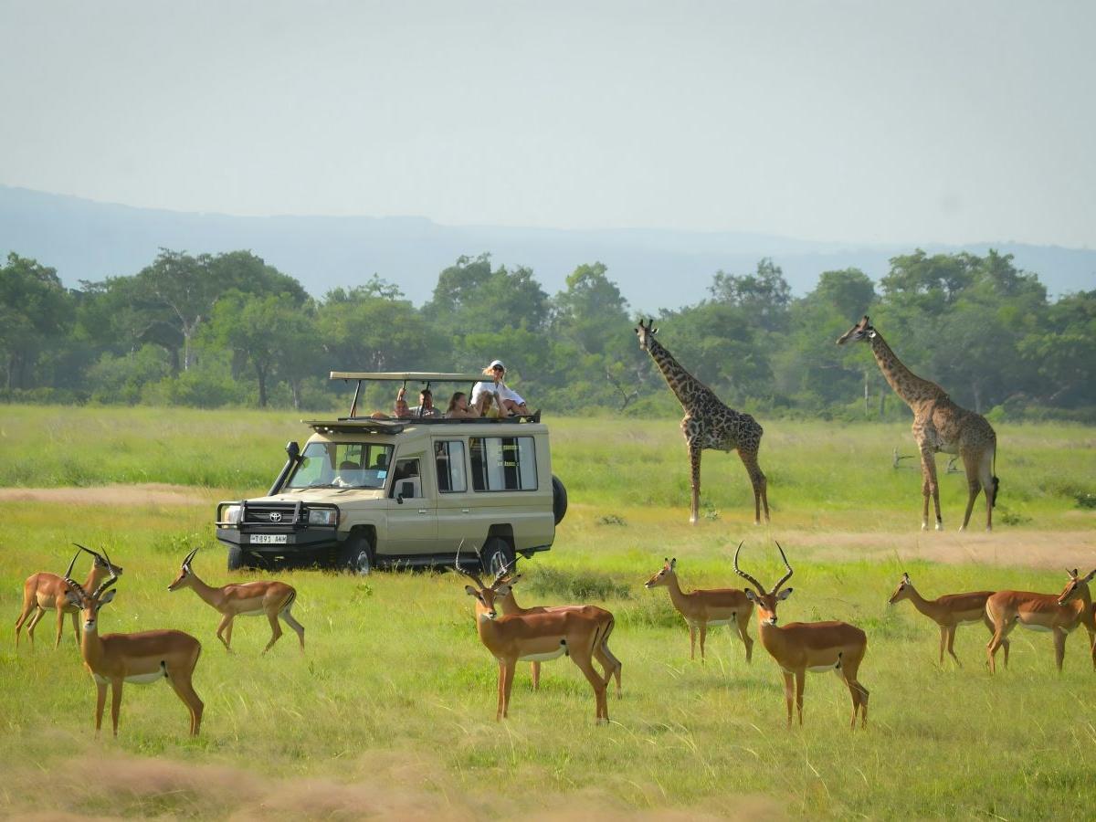 Here's a full guide to driving Mikumi National Park for the first time!