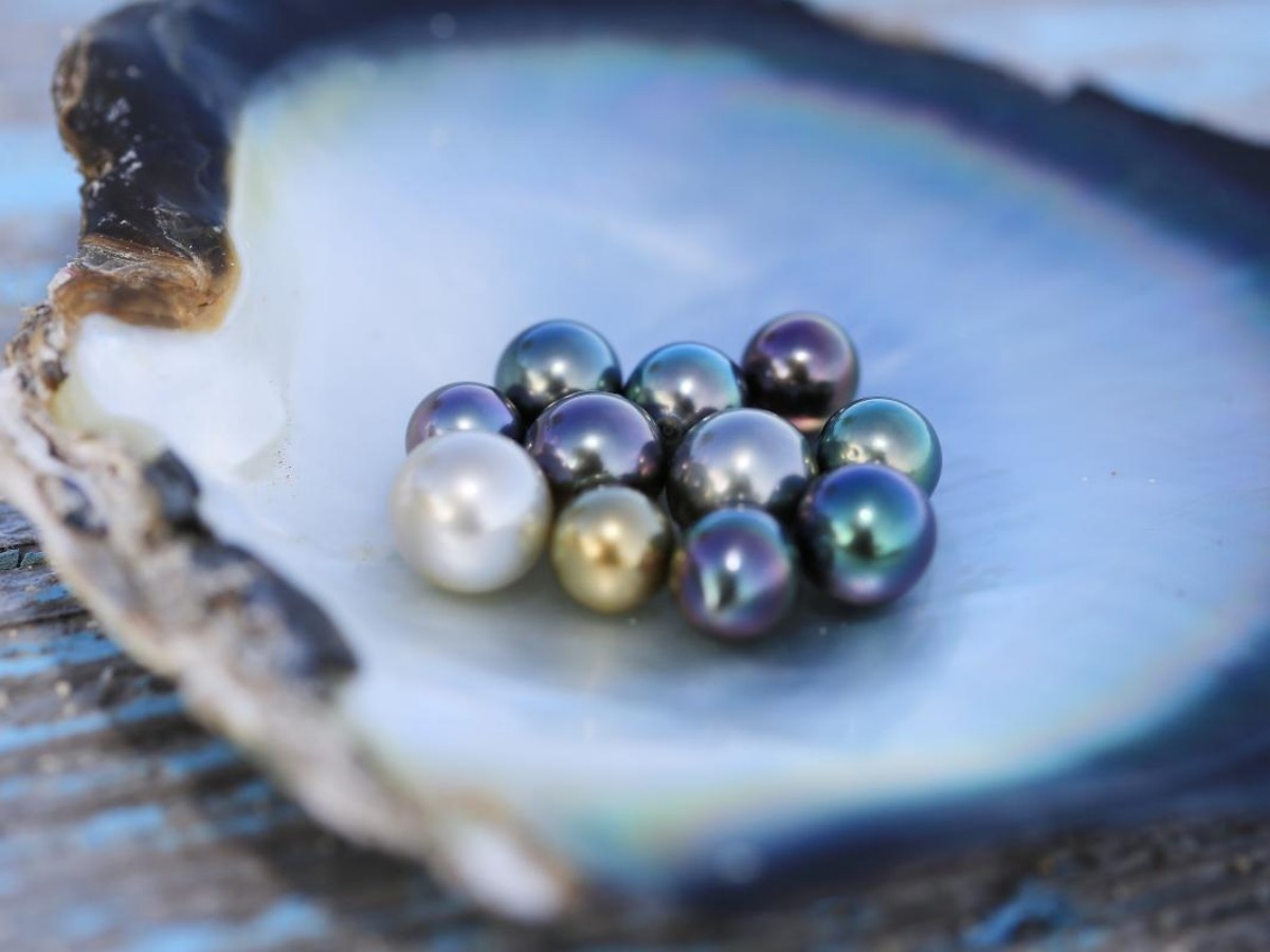 Black Pearl Farms Travel Guide: An ideal place to pick pearls and get close to nature!