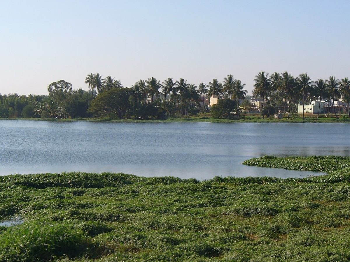 Varthur Lake: A Mirror Reflecting the Tranquil Side of Rural India
