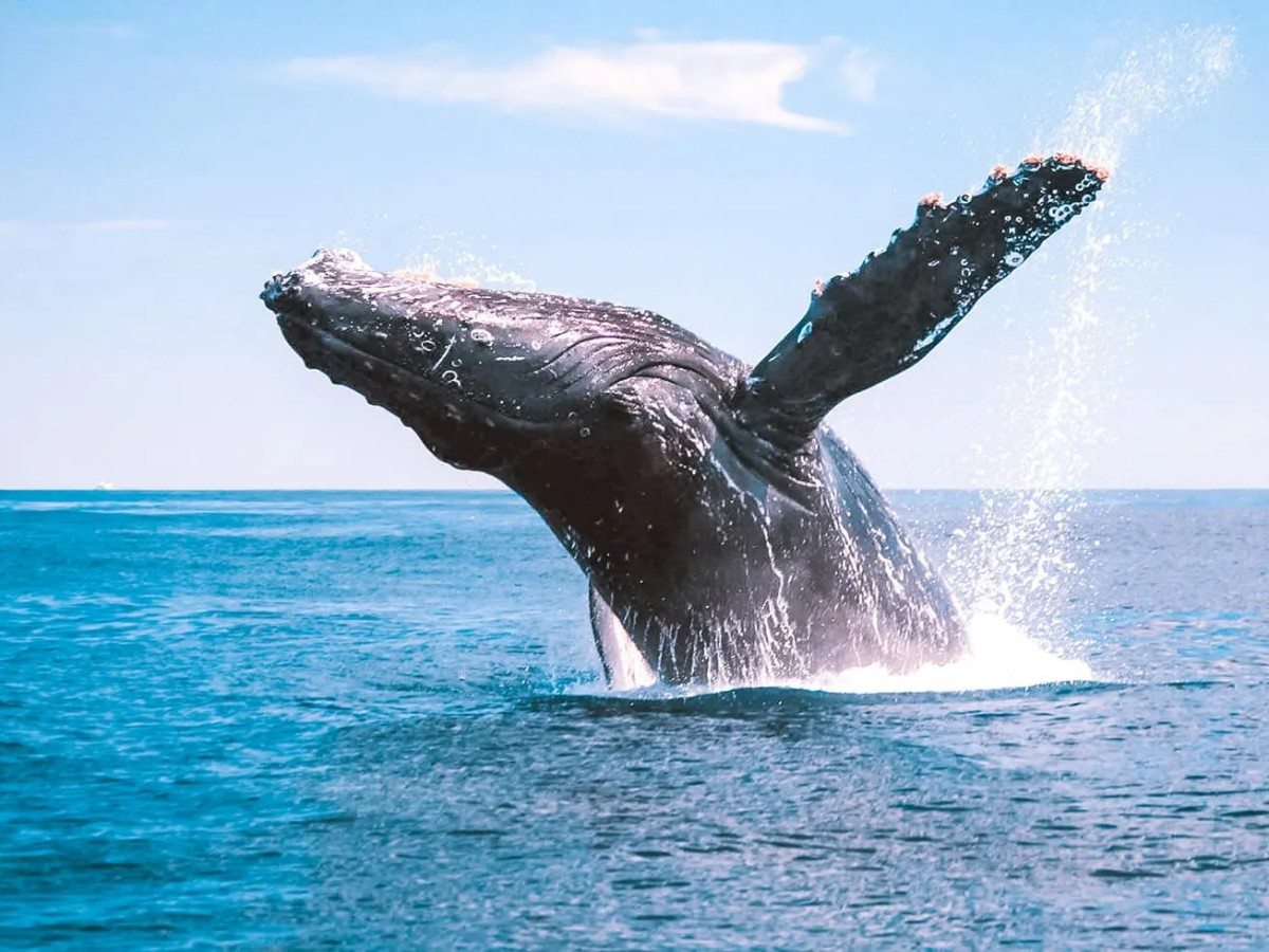 Palmerston Island's must-see ecological experience: How to watch whales safely and excitingly?
