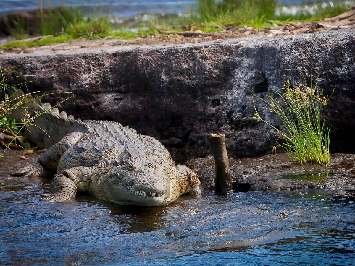What to do in Rubondo Island National Park to make it worth your while