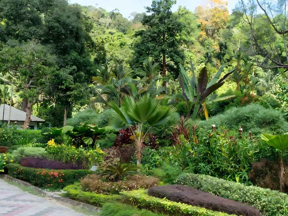 Where History Meets Nature: The Past and Present of Penang Botanical Gardens