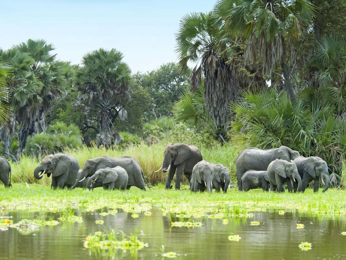 Avoid the tourist crowds! Hidden benefits of Selous in the rainy season: a guide to observing rhinos in waterfalls