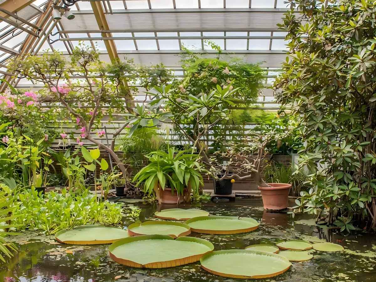 Wonders in the greenhouse: an introduction to the rare species of Hortus Botanicus