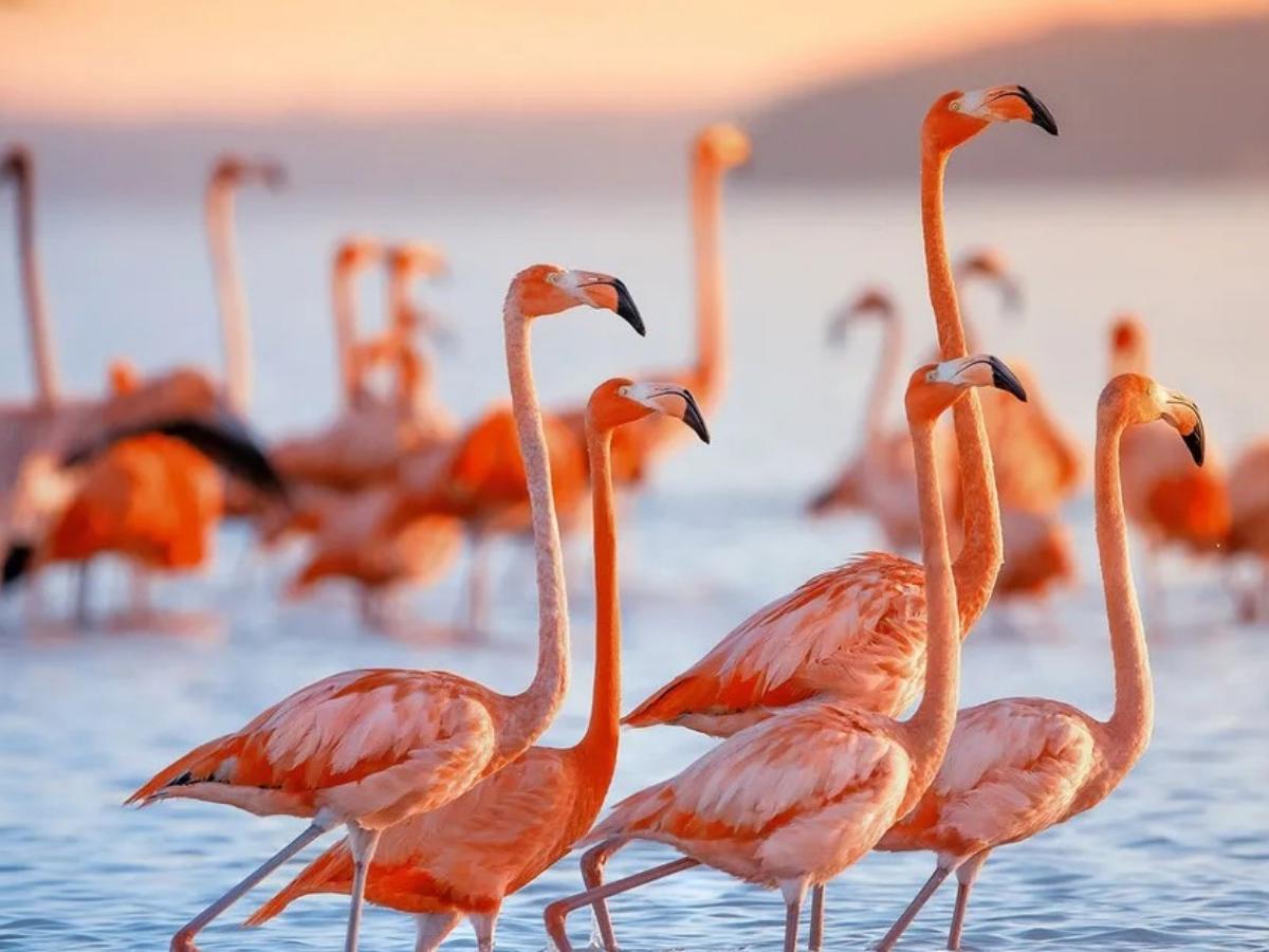 Why is Flamingo Habitat a must-see attraction in Matthew Town?