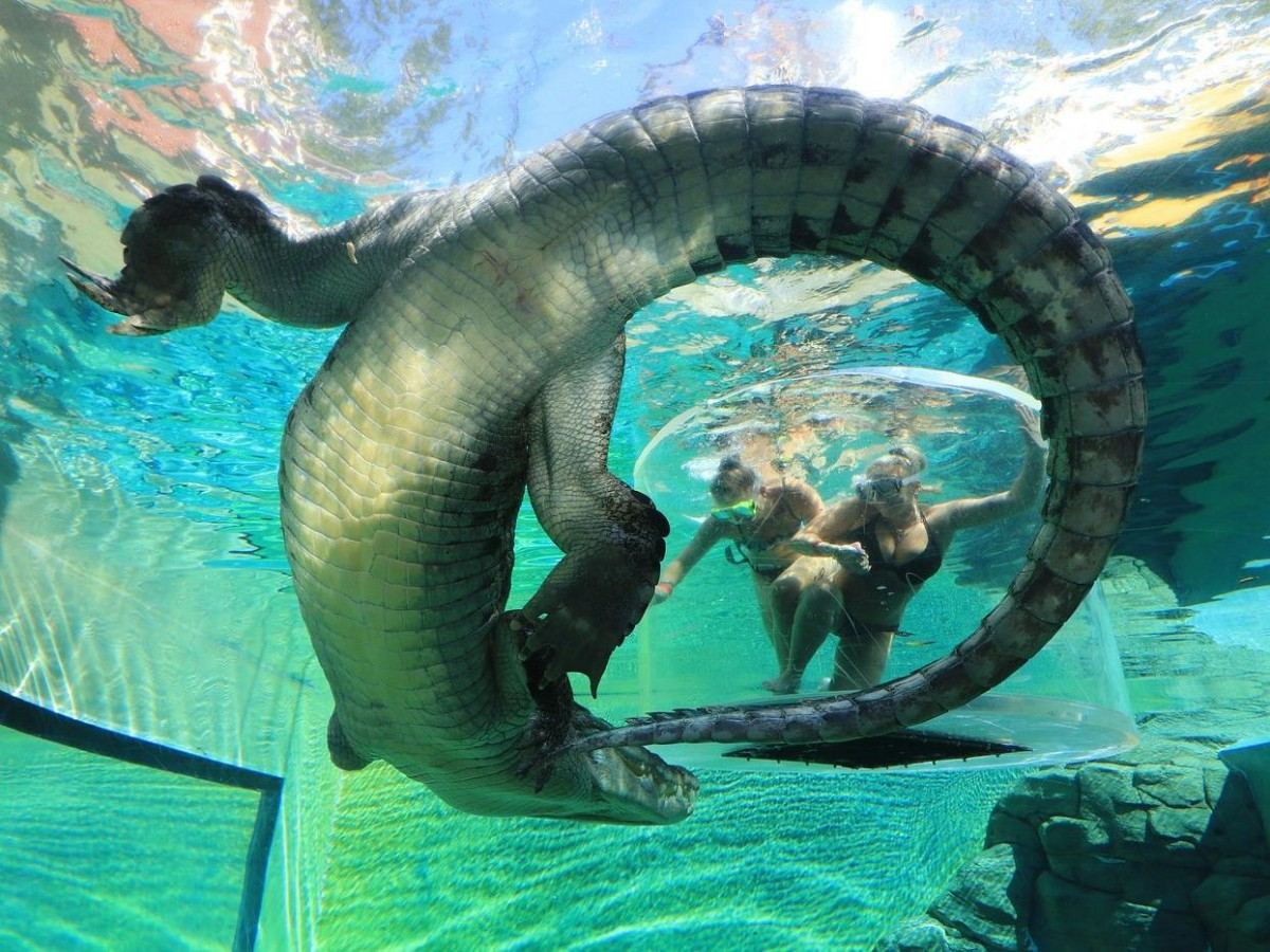 A crocodile saga: from Crocodile Dundee to urban landmarks