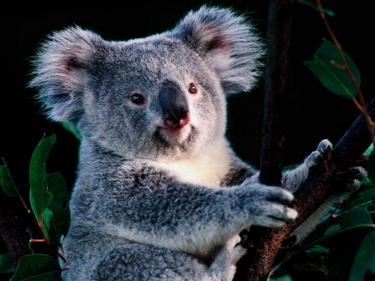 Lone Pine Koala Sanctuary: Koalas, kangaroos, parrots, a wonderful date with wild animals