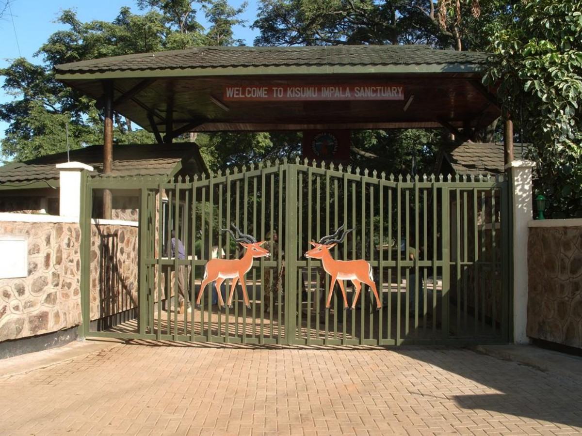 3-hour tour of Impala Sanctuary: a lazy package itinerary + the best feeding time