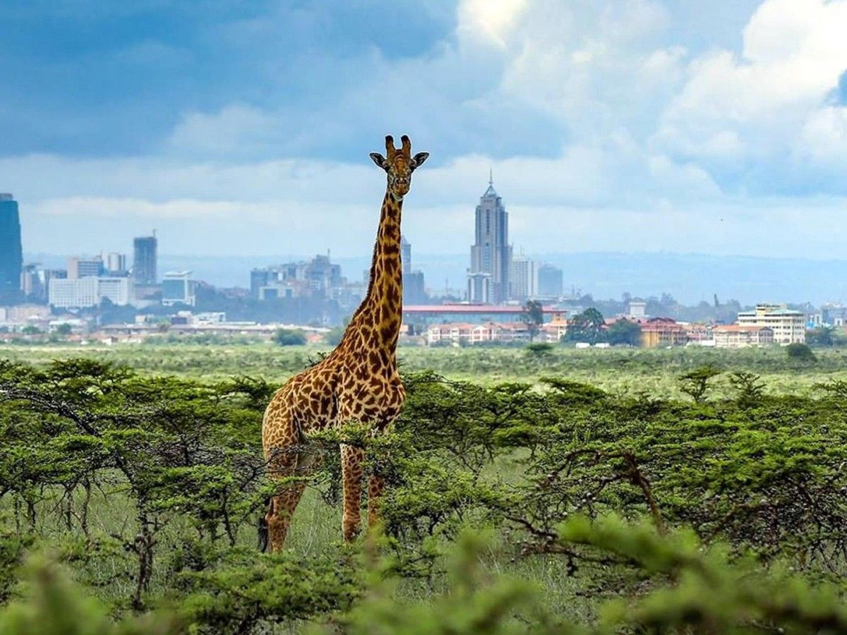 What should I pay attention to in Nairobi National Park?
